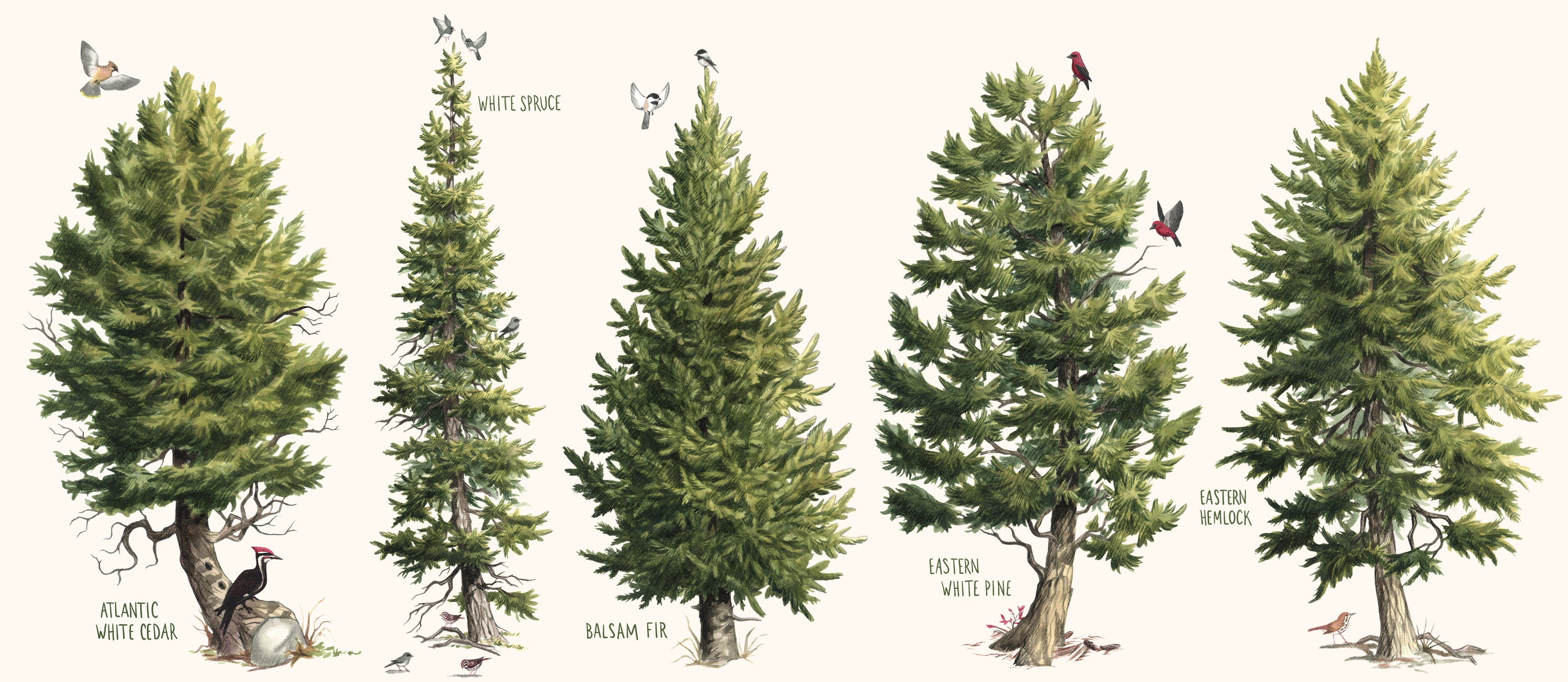 Illustration of various evergreen trees surrounded by birds.